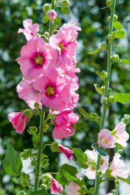 Ebegümeci çiçekler. kıllı kaynaklanıyor, pembe ya da mor çiçekler ve disk şeklinde meyve otsu bir bitki. Birkaç tür süsbitkileri yetiştirilen ve bazı yemeklik.