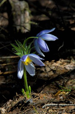 Bahar manzara. Çiçekleri içinde belgili tanımlık vahşi. Bahar çiçek Pulsatilla. Pasque çiçek ya da pasqueflower, Rüzgar çiçek, çayır bitkisi, Paskalya çiçek ve çayır anemone ortak adları dahil. 
