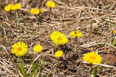 Coltsfoot bilinen Tussilago farfara bitki papatya ailesindeki groundsel kabile bir bitkidir