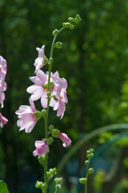 Ebegümeci çiçekler. kıllı kaynaklanıyor, pembe ya da mor çiçekler ve disk şeklinde meyve otsu bir bitki. Birkaç tür süsbitkileri yetiştirilen ve bazı yemeklik.