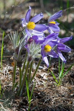 Bahar manzara. Çiçekleri içinde belgili tanımlık vahşi. Bahar çiçek Pulsatilla. Pasque çiçek ya da pasqueflower, Rüzgar çiçek, çayır bitkisi, Paskalya çiçek ve çayır anemone ortak adları dahil. 