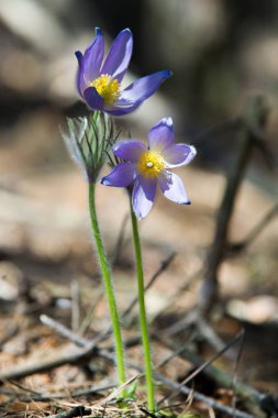 Bahar manzara. Çiçekleri içinde belgili tanımlık vahşi. Bahar çiçek Pulsatilla. Pasque çiçek ya da pasqueflower, Rüzgar çiçek, çayır bitkisi, Paskalya çiçek ve çayır anemone ortak adları dahil. 