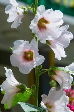 Ebegümeci çiçekler. kıllı kaynaklanıyor, pembe ya da mor çiçekler ve disk şeklinde meyve otsu bir bitki. Birkaç tür süsbitkileri yetiştirilen ve bazı yemeklik.
