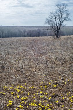Coltsfoot bilinen Tussilago farfara bitki papatya ailesindeki groundsel kabile bir bitkidir