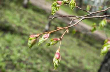 Arka plan resmi, bahar peyzaj, ağaçlar ilk yaprak dokusu