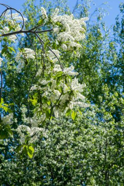 Kuş kiraz, parlak arkadan aydınlatmalı gökyüzü karşı dalı closeup. kuş kiraz çiçekleri