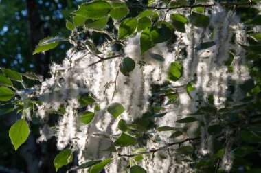 Yaz manzara. Kavak kabartmak. Kavak kabartmak alerji için sorumlu değil, yaz kavak kabartmak ile başlar. Sihirli kavak. Gizemli kavak kabartmak