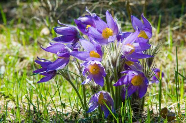 Bahar manzara. Çiçekleri içinde belgili tanımlık vahşi. Bahar çiçek Pulsatilla. Pasque çiçek ya da pasqueflower, Rüzgar çiçek, çayır bitkisi, Paskalya çiçek ve çayır anemone ortak adları dahil. 