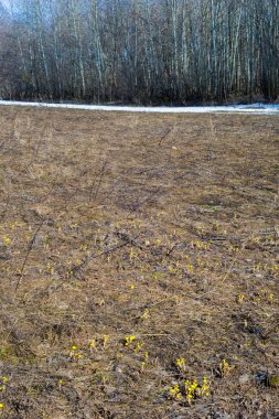 Coltsfoot bilinen Tussilago farfara bitki papatya ailesindeki groundsel kabile bir bitkidir