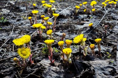 Coltsfoot bilinen Tussilago farfara bitki papatya ailesindeki groundsel kabile bir bitkidir