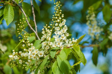 Bahar tebrik kartı, çiçeği kuş kiraz. Bir kaplumbağa şube Close-up parlak gökyüzü karşı yaktı. Kuş-kiraz ağaç izole çiçeklenme. kuş kiraz içinde güneşli çiçekler gün, yakın çekim