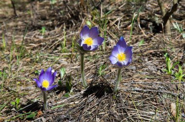 Bahar manzara. Çiçekleri içinde belgili tanımlık vahşi. Bahar çiçek Pulsatilla. Pasque çiçek ya da pasqueflower, Rüzgar çiçek, çayır bitkisi, Paskalya çiçek ve çayır anemone ortak adları dahil. 