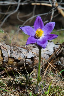 Bahar manzara. Çiçekleri içinde belgili tanımlık vahşi. Bahar çiçek Pulsatilla. Pasque çiçek ya da pasqueflower, Rüzgar çiçek, çayır bitkisi, Paskalya çiçek ve çayır anemone ortak adları dahil. 