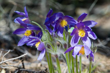 Bahar manzara. Çiçekleri içinde belgili tanımlık vahşi. Bahar çiçek Pulsatilla. Pasque çiçek ya da pasqueflower, Rüzgar çiçek, çayır bitkisi, Paskalya çiçek ve çayır anemone ortak adları dahil. 