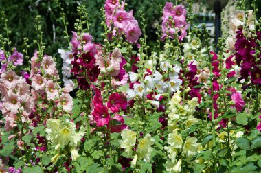 Ebegümeci çiçekler. kıllı kaynaklanıyor, pembe ya da mor çiçekler ve disk şeklinde meyve otsu bir bitki. Birkaç tür süsbitkileri yetiştirilen ve bazı yemeklik.