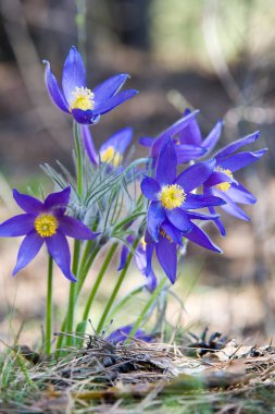 Bahar manzara. Çiçekleri içinde belgili tanımlık vahşi. Bahar çiçek Pulsatilla. Pasque çiçek ya da pasqueflower, Rüzgar çiçek, çayır bitkisi, Paskalya çiçek ve çayır anemone ortak adları dahil. 