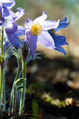 Bahar manzara. Çiçekleri içinde belgili tanımlık vahşi. Bahar çiçek Pulsatilla. Pasque çiçek ya da pasqueflower, Rüzgar çiçek, çayır bitkisi, Paskalya çiçek ve çayır anemone ortak adları dahil. 