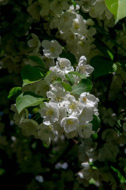 Bahar manzara fotoğrafları. Çiçek açması elma ağaçlarının