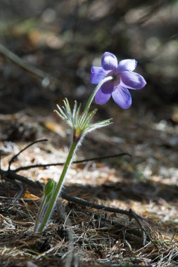 Bahar manzara. Çiçekleri içinde belgili tanımlık vahşi. Bahar çiçek Pulsatilla. Pasque çiçek ya da pasqueflower, Rüzgar çiçek, çayır bitkisi, Paskalya çiçek ve çayır anemone ortak adları dahil. 