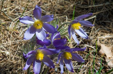 Bahar manzara. Çiçekleri içinde belgili tanımlık vahşi. Bahar çiçek Pulsatilla. Pasque çiçek ya da pasqueflower, Rüzgar çiçek, çayır bitkisi, Paskalya çiçek ve çayır anemone ortak adları dahil. 