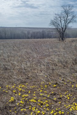 Coltsfoot bilinen Tussilago farfara bitki papatya ailesindeki groundsel kabile bir bitkidir