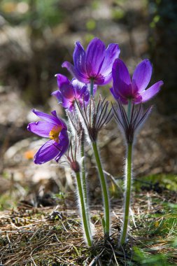 Bahar manzara. Çiçekleri içinde belgili tanımlık vahşi. Bahar çiçek Pulsatilla. Pasque çiçek ya da pasqueflower, Rüzgar çiçek, çayır bitkisi, Paskalya çiçek ve çayır anemone ortak adları dahil. 