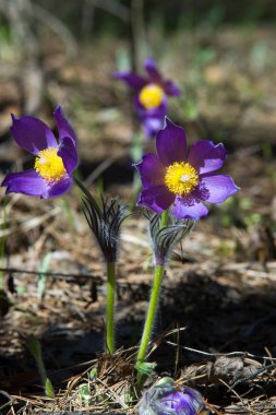 Bahar manzara. Çiçekleri içinde belgili tanımlık vahşi. Bahar çiçek Pulsatilla. Pasque çiçek ya da pasqueflower, Rüzgar çiçek, çayır bitkisi, Paskalya çiçek ve çayır anemone ortak adları dahil. 