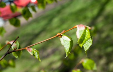 Arka plan resmi, bahar peyzaj, ağaçlar ilk yaprak dokusu
