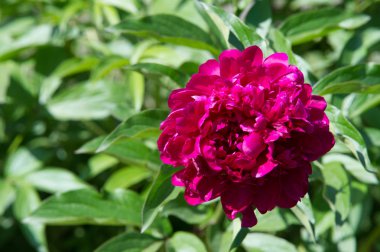 Çiçekler peonies. uzun onun gösterişli çiçekler için ekili olmuştur bir otsu ya da çalı bitki kuzey ılıman bölgelerin.