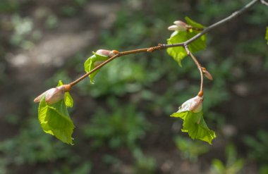 Arka plan resmi, bahar peyzaj, ağaçlar ilk yaprak dokusu