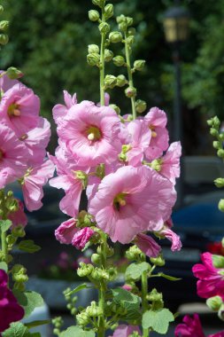 Ebegümeci çiçekler. kıllı kaynaklanıyor, pembe ya da mor çiçekler ve disk şeklinde meyve otsu bir bitki. Birkaç tür süsbitkileri yetiştirilen ve bazı yemeklik.