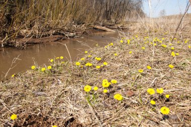 Coltsfoot bilinen Tussilago farfara bitki papatya ailesindeki groundsel kabile bir bitkidir
