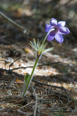 Bahar manzara. Çiçekleri içinde belgili tanımlık vahşi. Bahar çiçek Pulsatilla. Pasque çiçek ya da pasqueflower, Rüzgar çiçek, çayır bitkisi, Paskalya çiçek ve çayır anemone ortak adları dahil. 