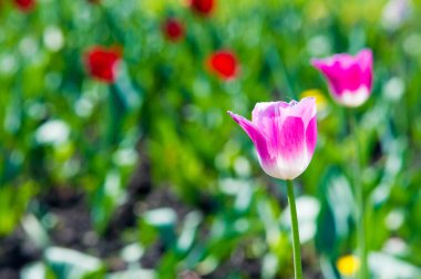 Yüksek gerilim enerji nakil hattı. Enerji ayağı. Gün batımı, şafakta. Elektrik