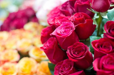 Bir buket gül fotoğraf. Bir dikenli çalı veya genellikle kırmızı, pembe, sarı veya beyaz güzel kokulu çiçekler, kuzey ılıman bölgelere yerli ayılar çalı. 