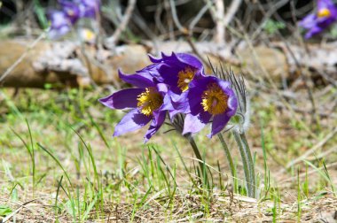 Bahar manzara. Çiçekleri içinde belgili tanımlık vahşi. Bahar çiçek Pulsatilla. Pasque çiçek ya da pasqueflower, Rüzgar çiçek, çayır bitkisi, Paskalya çiçek ve çayır anemone ortak adları dahil. 