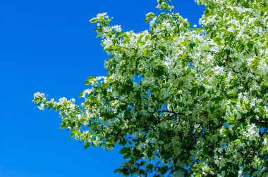 Bahar manzara fotoğrafları. Çiçek açması elma ağaçlarının