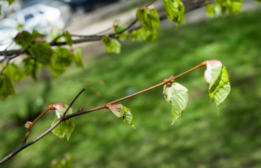 Arka plan resmi, bahar peyzaj, ağaçlar ilk yaprak dokusu