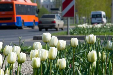 Çiçek fotoğrafı. Güzel beyaz laleler flowerbed portre. Çiçek arka plan. Yaz bahçe peyzaj tasarımı.