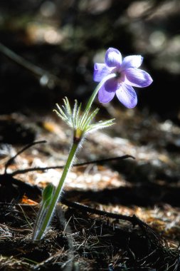 Bahar manzara. Çiçekleri içinde belgili tanımlık vahşi. Bahar çiçek Pulsatilla. Pasque çiçek ya da pasqueflower, Rüzgar çiçek, çayır bitkisi, Paskalya çiçek ve çayır anemone ortak adları dahil. 