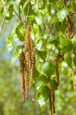 Arka plan resmi, bahar peyzaj, ağaçlar ilk yaprak dokusu