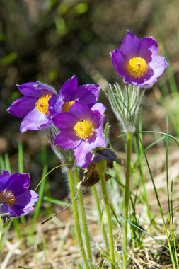 Bahar manzara. Çiçekleri içinde belgili tanımlık vahşi. Bahar çiçek Pulsatilla. Pasque çiçek ya da pasqueflower, Rüzgar çiçek, çayır bitkisi, Paskalya çiçek ve çayır anemone ortak adları dahil. 