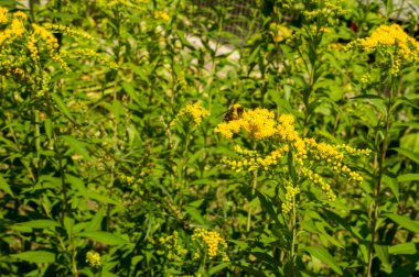 Solidago, goldenrods, yaygın olarak adlandırılan bir tür Aster, bitki ailesindeki çiçekli bitki cinsidir. Bunların çoğu çok yıllık otsu türler açık yerlerde bulundu
