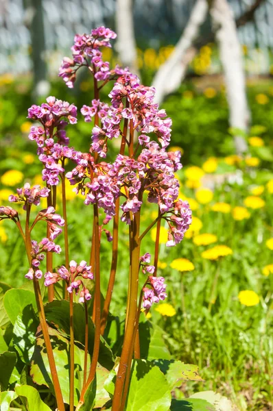 Bergenia elephant-eared saxifrage, elephant\'s ears. Bergenia cordifolia Bergenia crassifolia or badan blooming with purple flowers. Heart-leaf