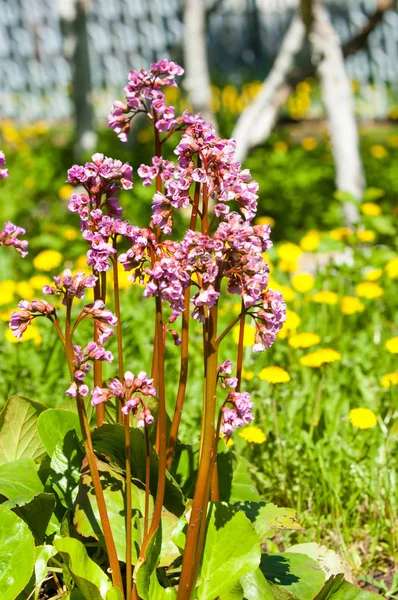 Bergenia saxifrage, filin kulağı fil kulaklı. Bergenia cordifolia Bergenia crassifolia ya da mor çiçekler açan badan. Kalp yapraklı 