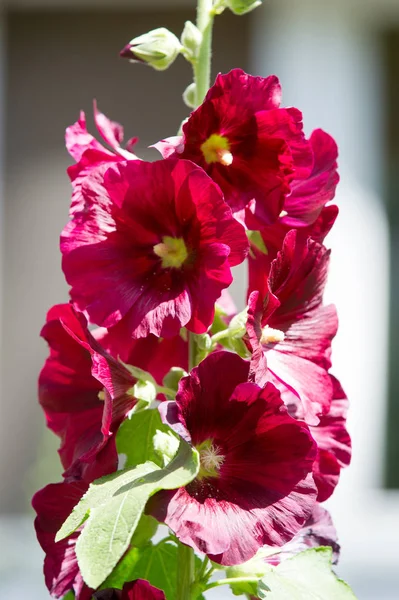 Ebegümeci çiçekler. kıllı kaynaklanıyor, pembe ya da mor çiçekler ve disk şeklinde meyve otsu bir bitki. Birkaç tür süsbitkileri yetiştirilen ve bazı yemeklik.