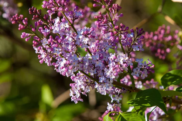 Spring, lilac flowers. Pale lilac flowers of the lilac branches with green leaves with blurred background. Green branch with spring lilac flowers.