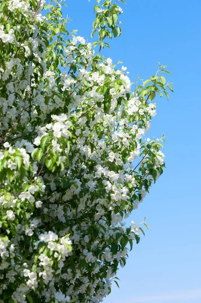 Jarní Krajina Apple Jarní Květiny Kvetoucí Jablko Pozadí Přírody Jarní — Stock fotografie