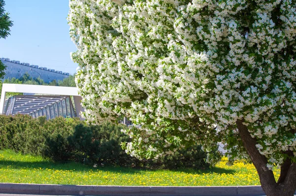 Spring Landscape Apple Spring Flowers Blossoming Apple Background Nature Spring — Stock Photo, Image