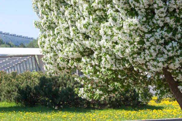 Spring Landscape Apple Spring Flowers Blossoming Apple Background Nature Spring — Stock Photo, Image